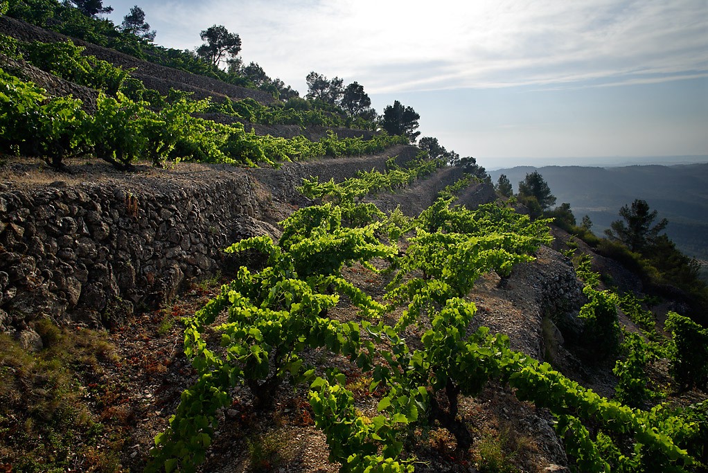vignes font de la figuera blanc viognier espagnol luxembourg