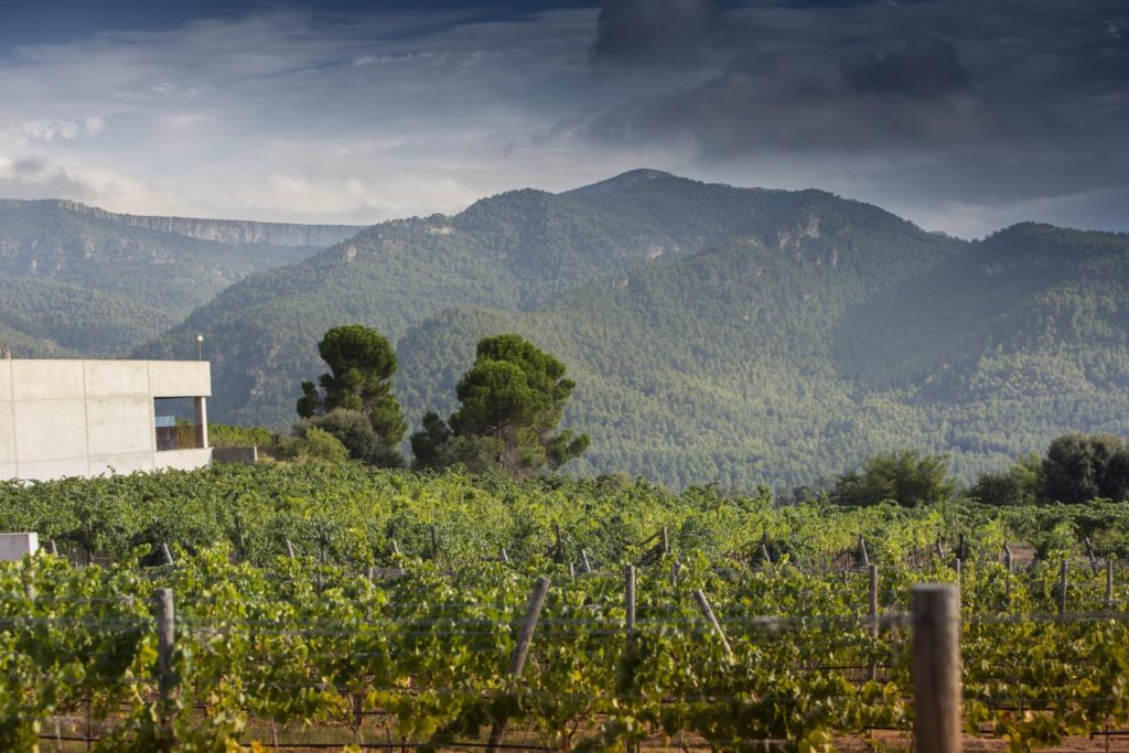 Josep grau montsant vi(e) vins espagnols