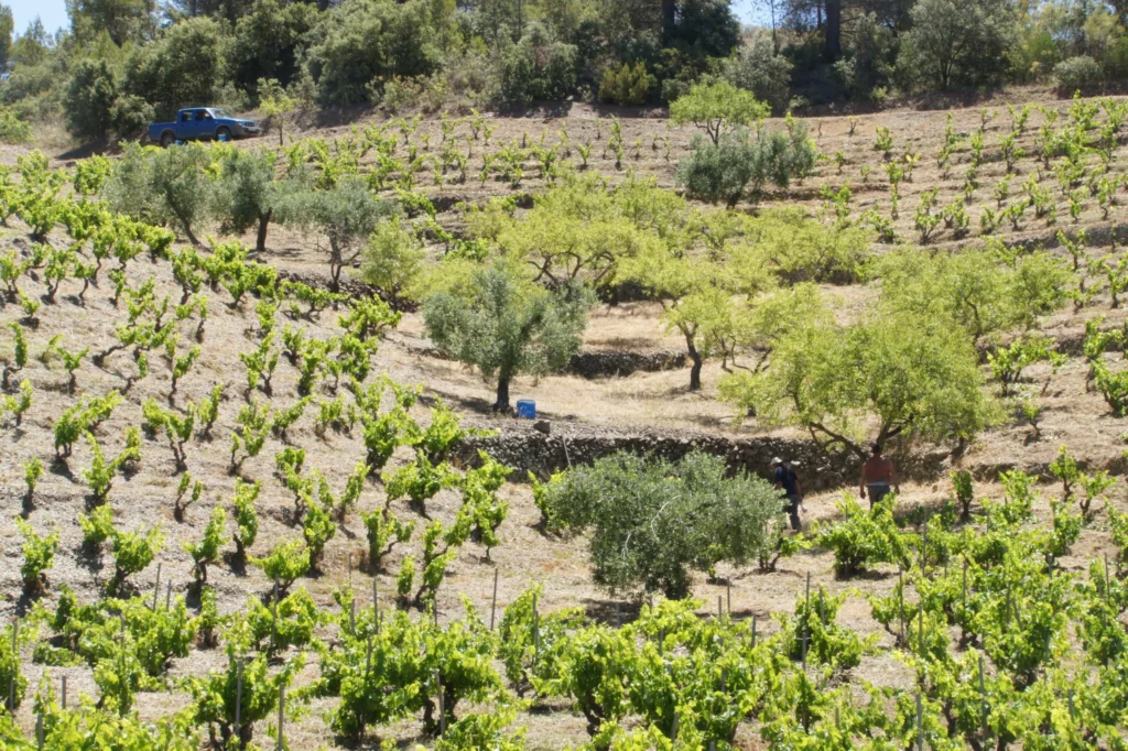 pesseroles Priorat Mas Martinet vins espagnols vi(e) Luxembourg