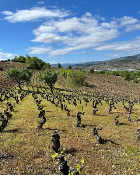 César Márquez Bierzo vins espagnols Luxembourg vi(e)